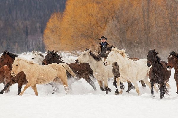 Cowboys during winter roundup-Kalispell-Montana